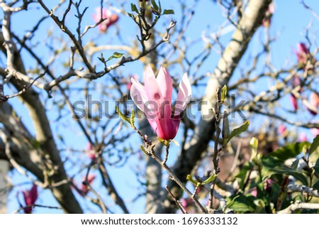 
Sulanja magnolia blooms in pink against a blue sky under the sun
