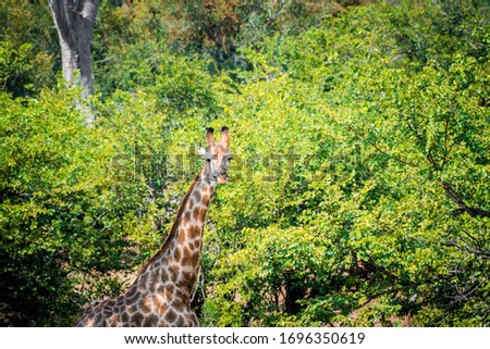 giraffe on green background in souht afrika