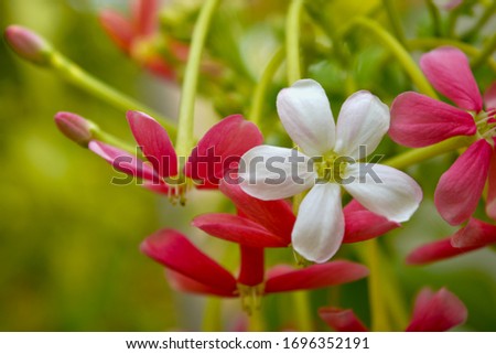 Close up of red and white  fingernail flower with blur background  Is a local flower in summer.