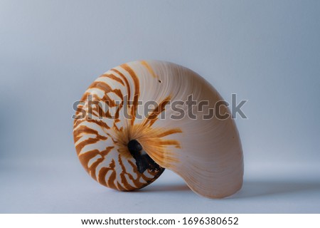 Nautilus Shell, Nautilaceae, chambered nautilus Royalty-Free Stock Photo #1696380652