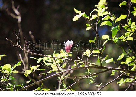 a Tulip tree, or a Magnolia. Sochi, dendropark
