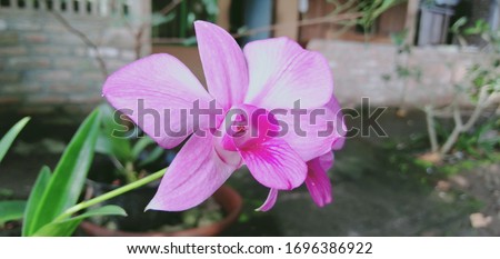 Pink colored orchid flower is blooming in the yard. Orchid species are widespread from the wet tropics to the circumpolar region, although most of the members are found in the tropics. The scientific 