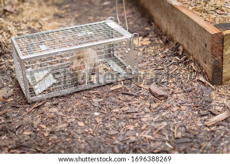 Huge rat captured in live trap near raised bed garden in Texas, America. Galvanized steel wire mesh rodent cage with door lock. Critters captured in aluminum structure trying to escape. Royalty-Free Stock Photo #1696388269