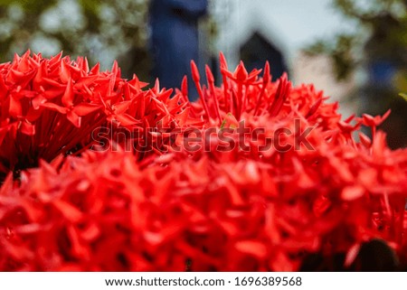 Bright red needle flower picture Beautiful, blurred background Make the image stand out in Thailand