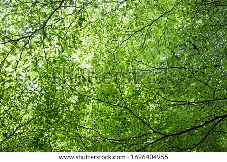 green leaf of tree background on day light from bottom view