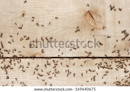 Ants transporting things in the nest