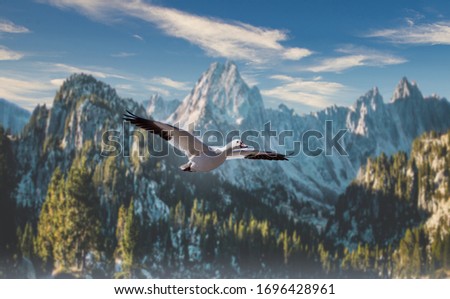Snow geese flying in the wilderness on a mountainous background.  
