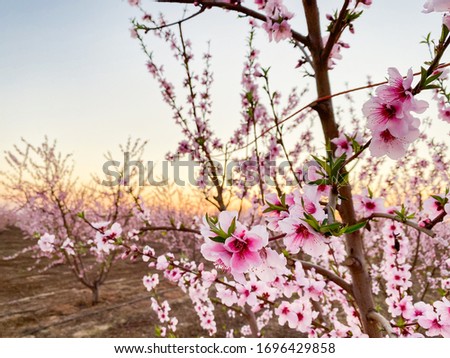 Pink plum flower blossoms at sunset on Blossom Trail in Central Valley, California, with copy space
