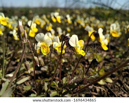 Viola arvensis is a species of violet known by the common name field pansy.