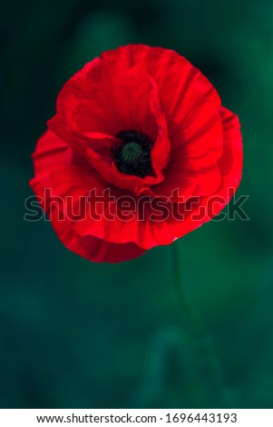 poppy on a background of green grass, blooming poppy, red poppy, flowering poppy on a background