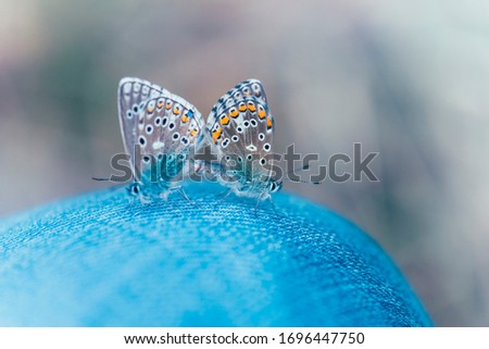 The common blue butterfly (Polyommatus icarus),  butterfly on grass background, Lycaena, beautiful butterfly on a background of green grass background.