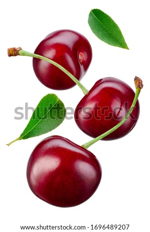 Falling cherries with leaves. Cherries isolate. Cherry on white. Sour cherry. Royalty-Free Stock Photo #1696489207