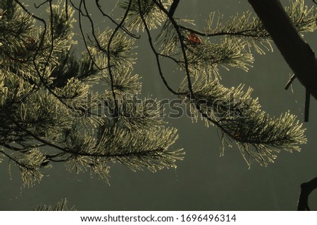 Sharp needles on a pinetree