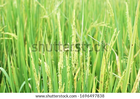 Green scenery in the rice. Green Nature background.