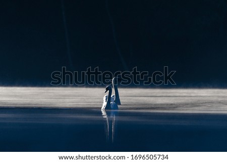 swan swimming in the lake mist