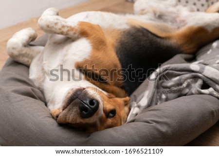 Picture of cute lazy beagle puppy lying on his pillow inside the apartment