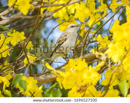 Birds in the Yellow leaves of the kibrahacha tree, Curacao 