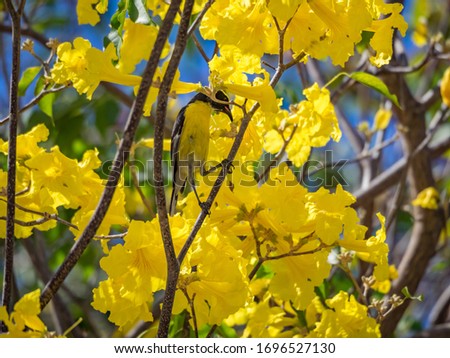Birds in the Yellow leaves of the kibrahacha tree, Curacao 