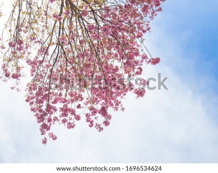 Blossoming tree on a background of blue clouds. Blooming flower on the tree, nature regeneration the sun sky background. The pink bud on the tree. Flowering in the spring.