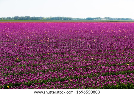 blooming tulip field in the Netherlands in spring