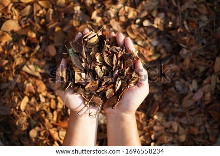 Brown dry leaves on the hands. Royalty-Free Stock Photo #1696558234