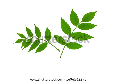 The leaves on the white background.