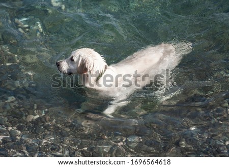 Labrador floats in the ocean