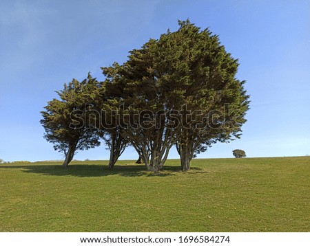 Trees on a Golf Course in Eastbourne England April 2020