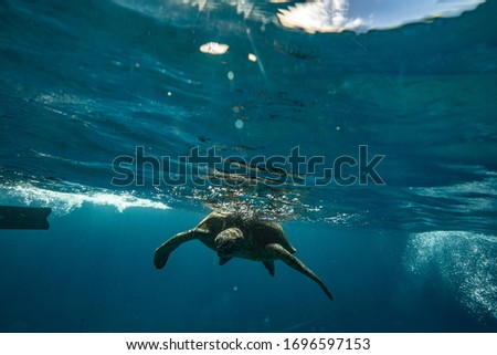 Turtle Swims Above Reef in Maui Hawaii