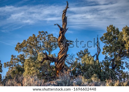 High resolution image of Juniper tree near Bend, Oregon