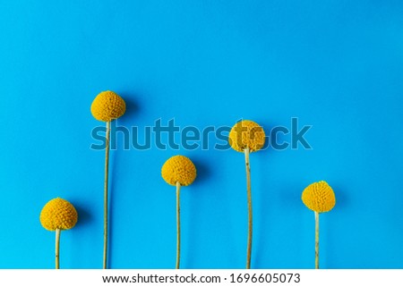5 yellow round flowers arranged in a row on a blue background with place for text at the top. Greeting card or as desktop wallpaper
