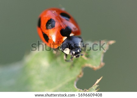 A Seven Spot Ladybird Is Sitting On The Leaf
