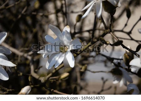 Blooming magnolia flowers on a blurry background