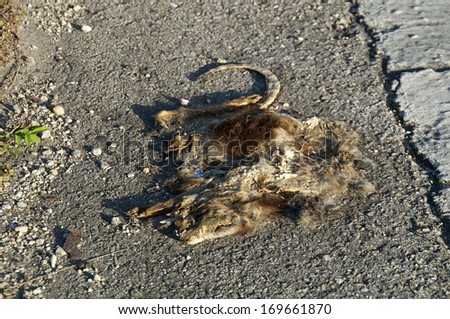 Low angle view of a flattened dead opossum on the side of the road .