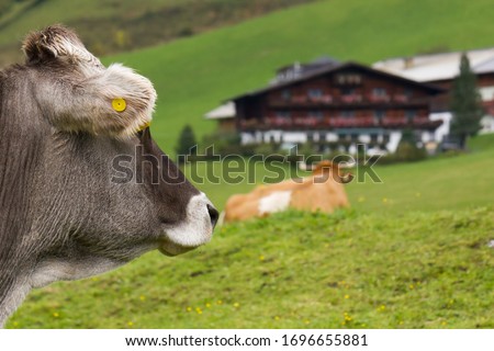 Austrian cow (Bos Taurus) looking to farmstead with blurred background Royalty-Free Stock Photo #1696655881
