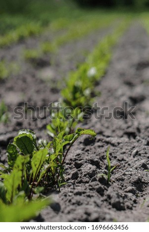 Planted crop farm field. The fertile land of the agricultural sector. food on black soil in the garden. Industrial stock theme