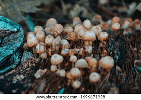wild mushrooms nature background dark mood close up 