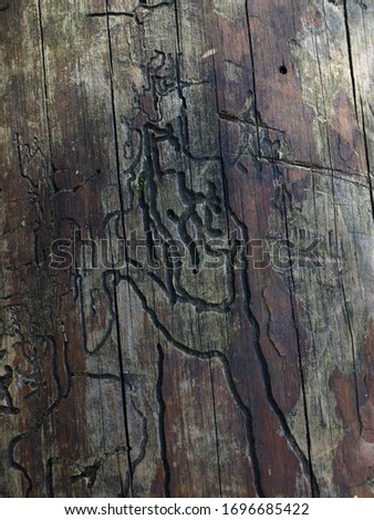 abstract picture with insect-carved texture, large wooden log