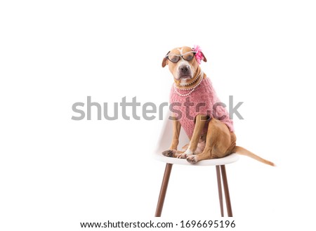 Dog looking at camera sternly, wearing sweater and pearls, on white