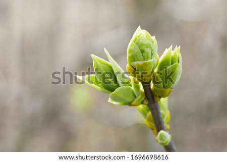 The first leaves and buds of syringa in spring. The buds of lilac growing in early spring. Young green leaves on lilac bush.