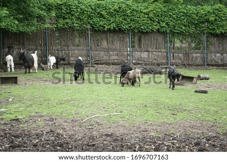 Sheep and goats behind the fence eat. Farm theme breeding animals. Stock Industrial Theme