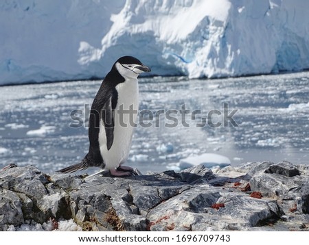 Chinstrap penguin photographed against the background of a calm fjord