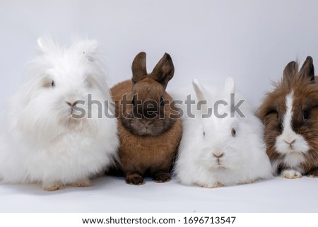 Group of four dwarf rabbits in a photo box