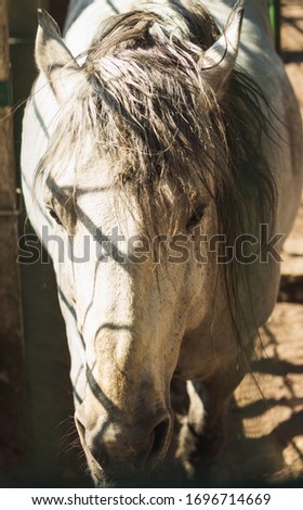 close-up horse with long mane
