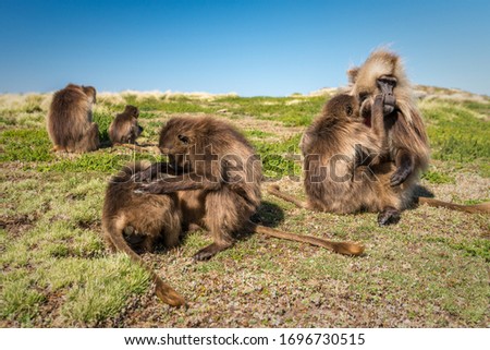 Group of Gelada Monkey in Simien Mountains of Ethiopia