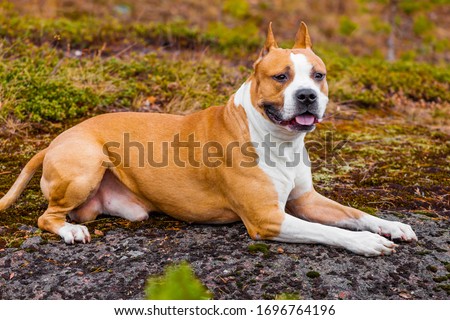 beautiful dog american staffordshire terrier in nature in the forest. tinted photo