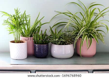 Home plants in colored different pots on green cabinet against pastel green colored wall. Home decor, home design, home decoration, plants banner.Stylish and modern Scandinavian room interior Royalty-Free Stock Photo #1696768960