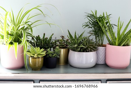 Home plants in colored different pots on green cabinet against pastel green colored wall. Home decor, home design, home decoration, plants banner.Stylish and modern Scandinavian room interior Royalty-Free Stock Photo #1696768966