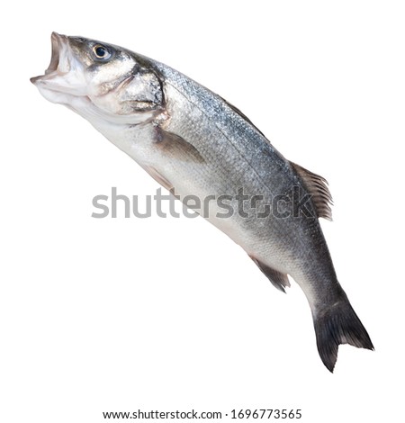 fresh silverfish seabass, on a white plate, with open mouth, as if jumping out of water, isolate