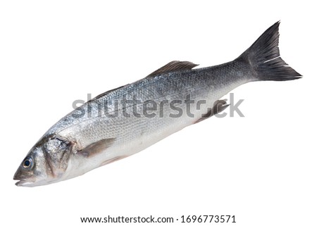 fresh silverfish seabass, on a white background, raw fish, isolate
